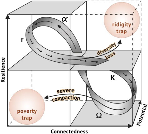 Fig. 4. Resilience as a third dimension to ecosystem functioning following the adaptive cycle (see Fig. 2) (modified after Gunderson and Holling 2002). If thresholds (tipping points) of resilience are overstepped by disturbances, the ecosystem experiences a regime shift towards an impoverished state in which it can be trapped. For soils, this can be due to misuse leading in a poverty or in a rigidity trap.